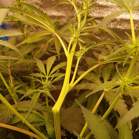 Pinki Flash Back 47 I growlog timeline photo
