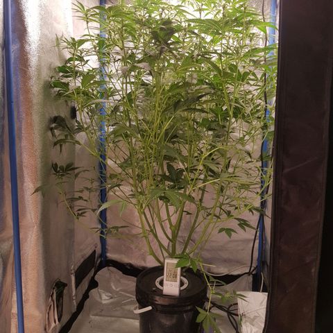 Pinki Flash Back 47 I growlog timeline photo