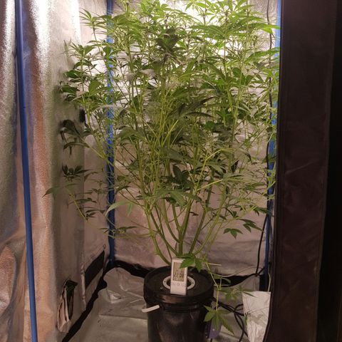 Pinki Flash Back 47 I growlog timeline photo
