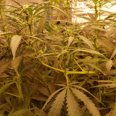 Pinki Flash Back 47 I growlog timeline photo