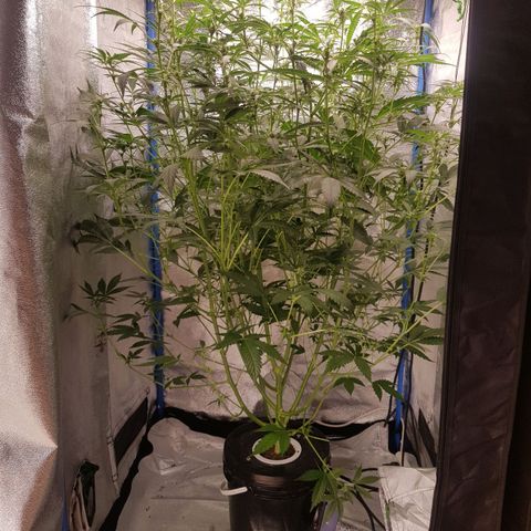 Pinki Flash Back 47 I growlog timeline photo