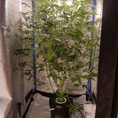 Pinki Flash Back 47 I growlog timeline photo