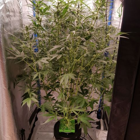 Pinki Flash Back 47 I growlog timeline photo