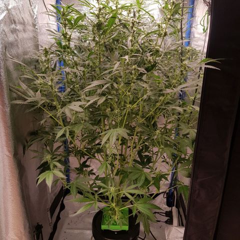 Pinki Flash Back 47 I growlog timeline photo