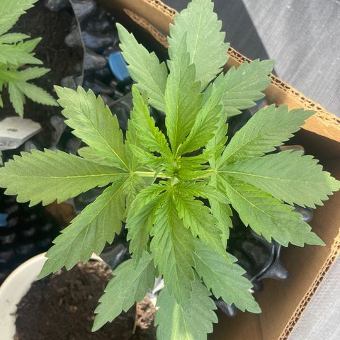Gorilla #1 growlog timeline photo