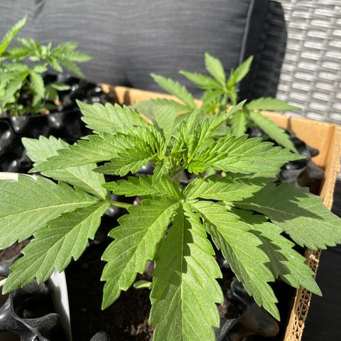 Gorilla #1 growlog timeline photo