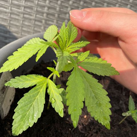 Bauernkraut  growlog timeline photo