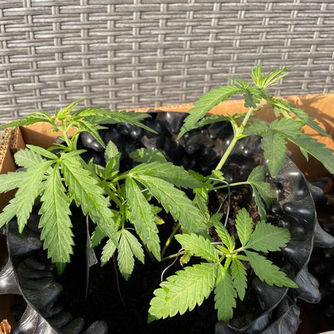 3??? growlog timeline photo