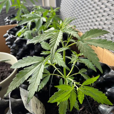 Lemon o grape growlog timeline photo