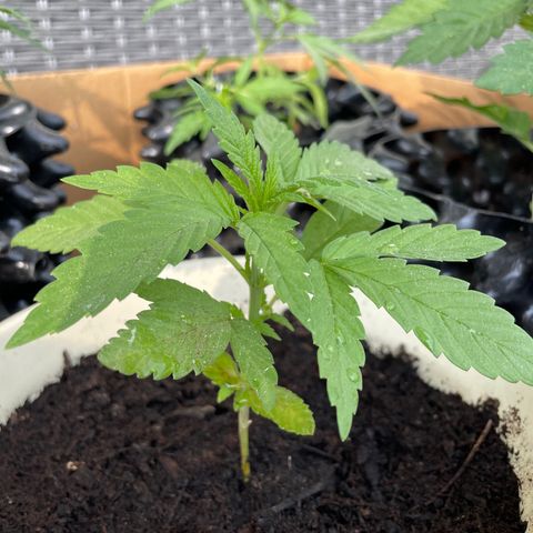 Gorilla #2 growlog timeline photo