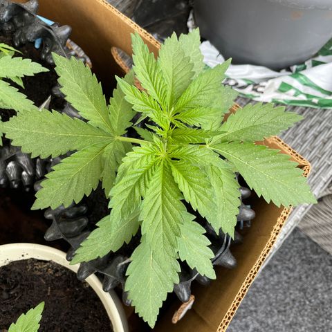 Gorilla #1 growlog timeline photo