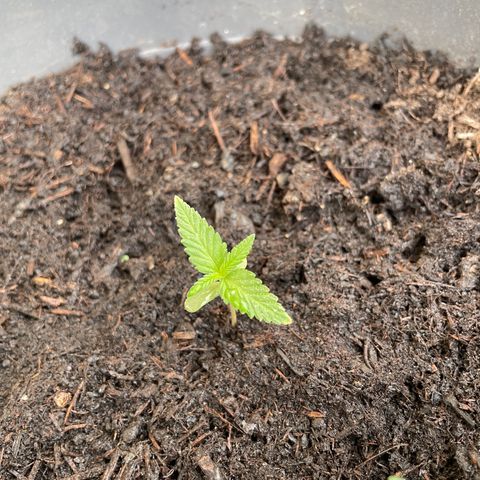 Gorilla Kreuz growlog timeline photo
