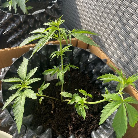 3??? growlog timeline photo