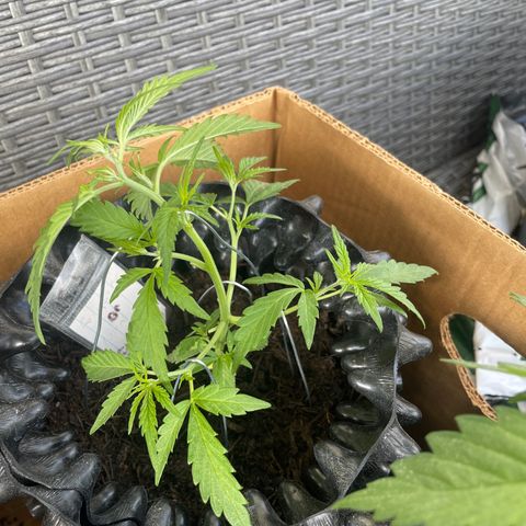 Lemon o grape growlog timeline photo