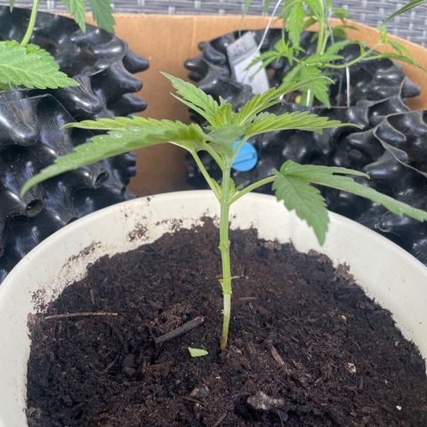 Gorilla #2 growlog timeline photo