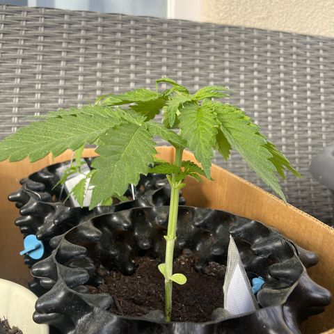 Gorilla #1 growlog timeline photo