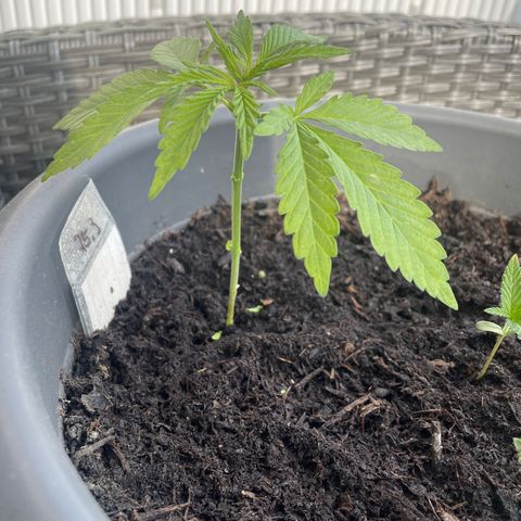 Bauernkraut  growlog timeline photo