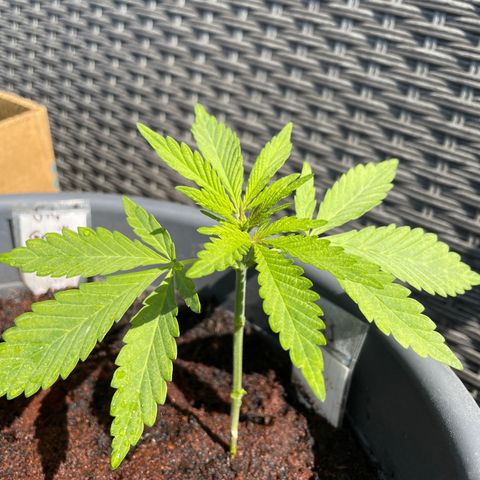 Bauernkraut  growlog timeline photo
