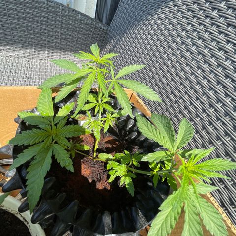 3??? growlog timeline photo