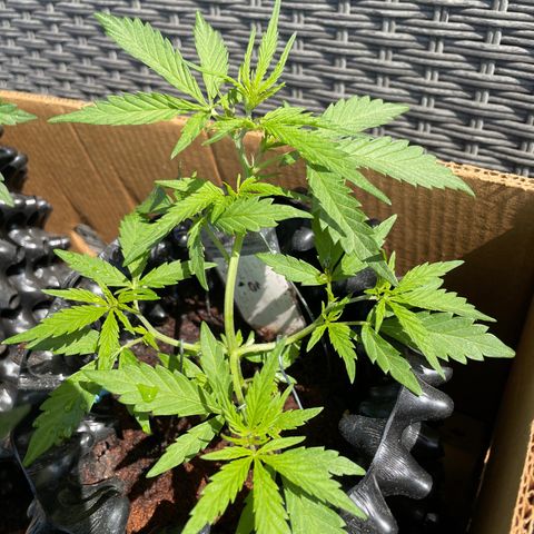 Lemon o grape growlog timeline photo
