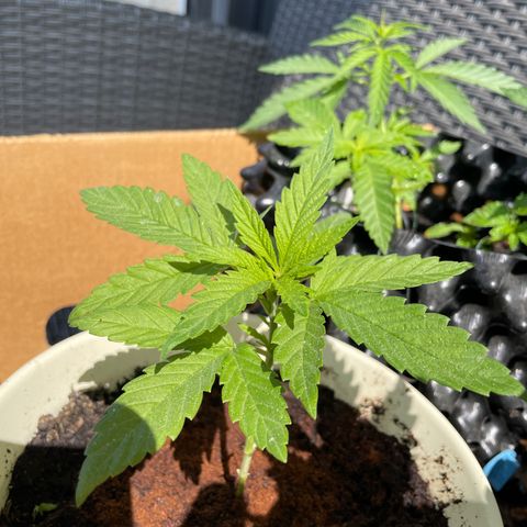 Gorilla #2 growlog timeline photo
