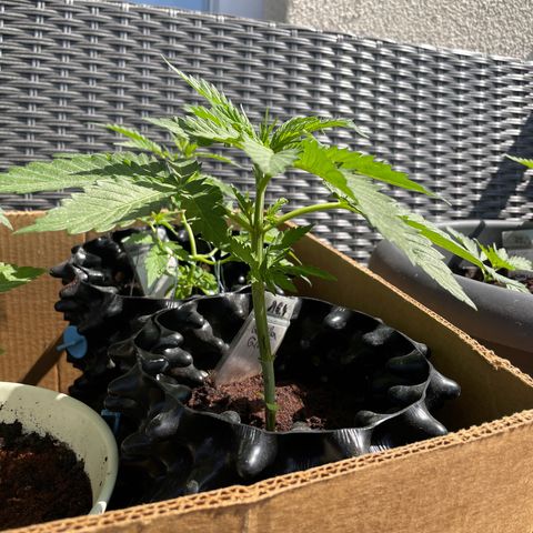 Gorilla #1 growlog timeline photo
