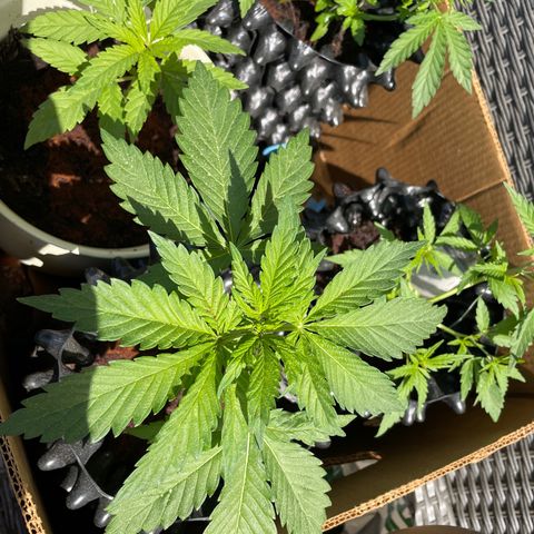 Gorilla #1 growlog timeline photo