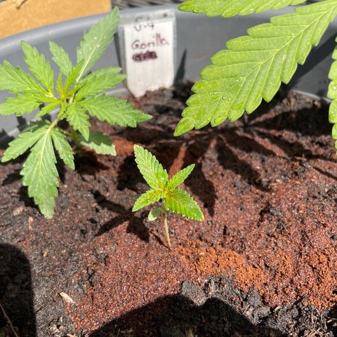 Gorilla Kreuz growlog timeline photo