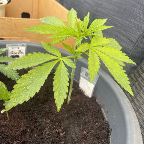 Bauernkraut  growlog timeline photo