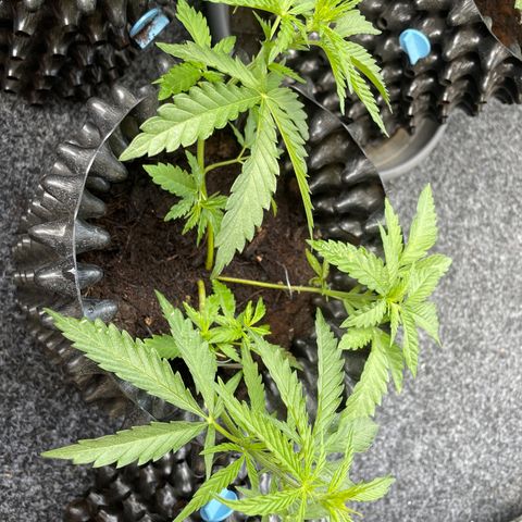 3??? growlog timeline photo