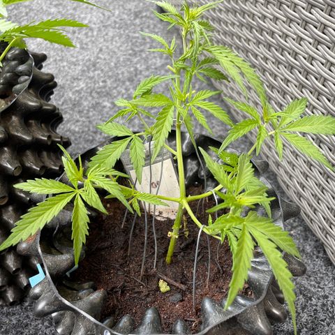 Lemon o grape growlog timeline photo