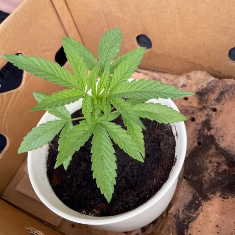 Gorilla #2 growlog timeline photo