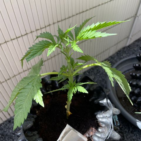Gorilla #1 growlog timeline photo