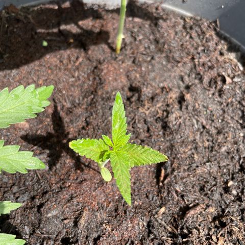 Gorilla Kreuz growlog timeline photo