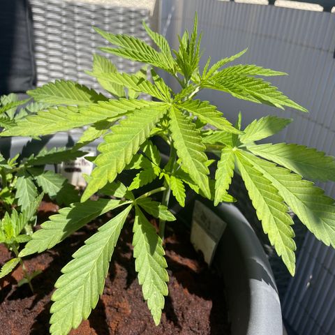 Bauernkraut  growlog timeline photo