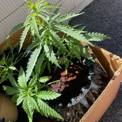 3??? growlog timeline photo