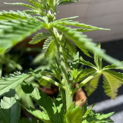 3??? growlog timeline photo