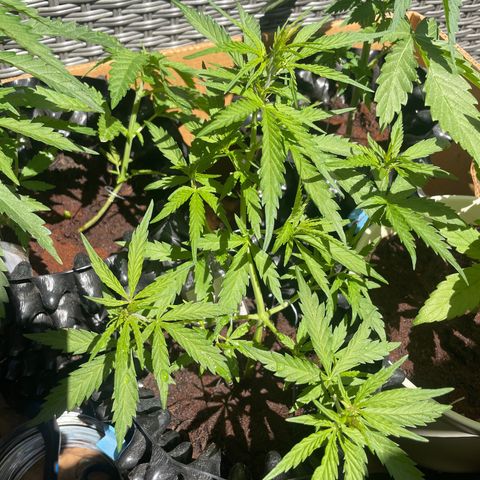 Lemon o grape growlog timeline photo
