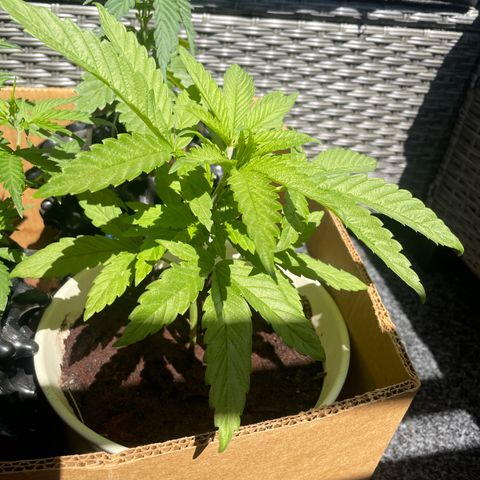 Gorilla #2 growlog timeline photo