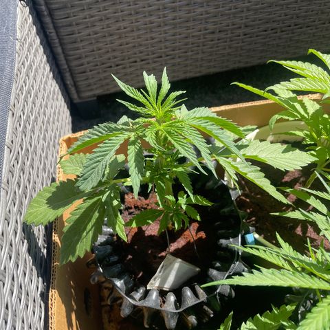 Gorilla #1 growlog timeline photo