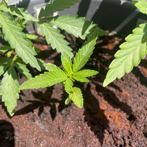 Gorilla Kreuz growlog timeline photo