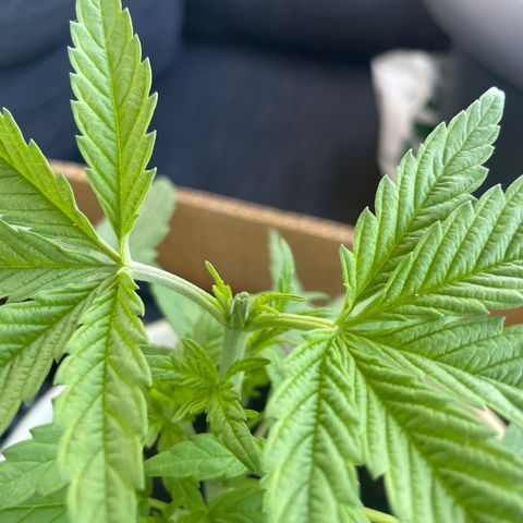 Gorilla #2 growlog timeline photo