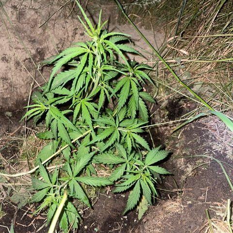 Lemon o grape growlog timeline photo