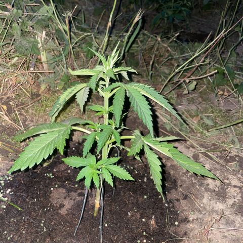Gorilla #1 growlog timeline photo