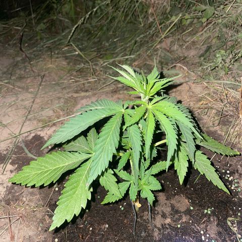 Gorilla #1 growlog timeline photo
