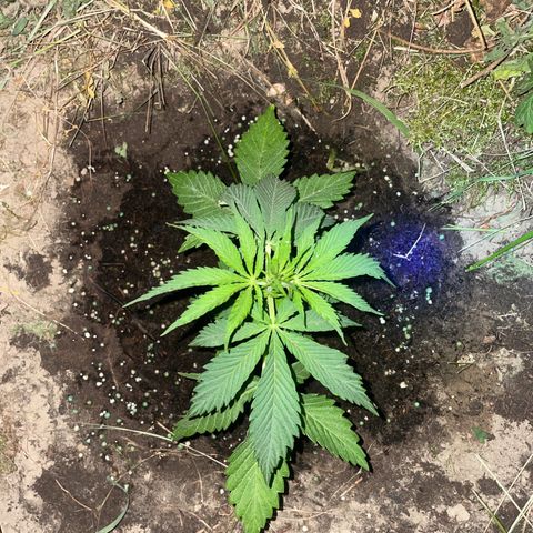 Gorilla #1 growlog timeline photo