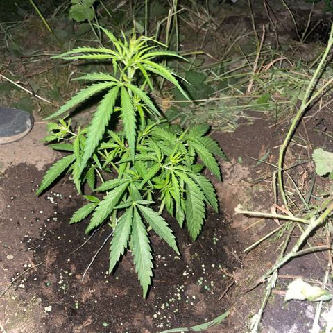 3??? growlog timeline photo