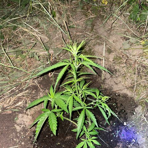 3??? growlog timeline photo