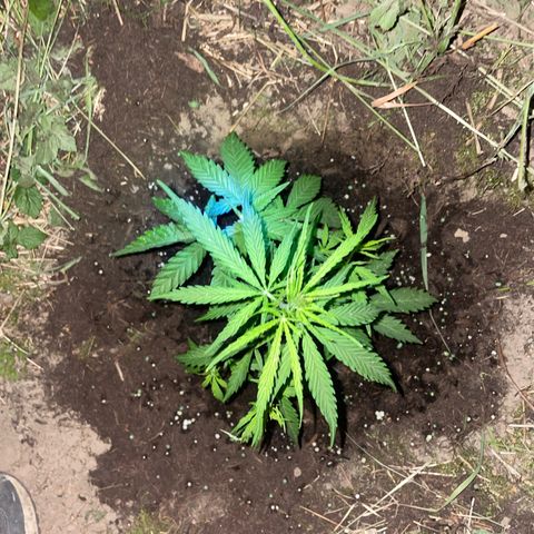 3??? growlog timeline photo