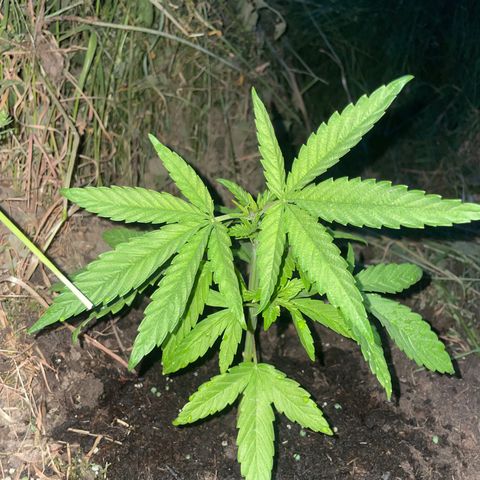Gorilla #2 growlog timeline photo